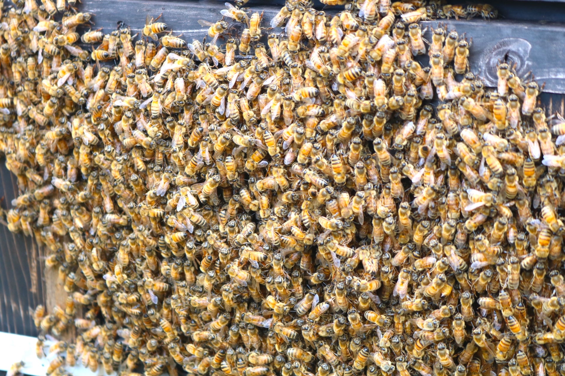 命がけの養蜂 〜浦山長治さんのあくなき挑戦〜