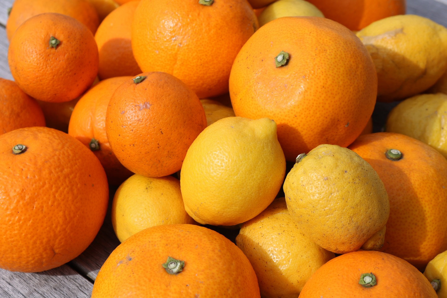 瀬戸内の柑橘から生まれた「有機柑橘カード」アイス