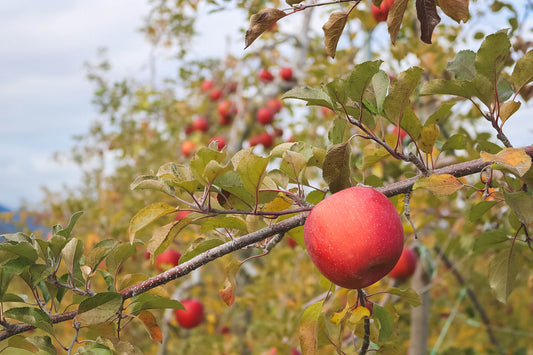 かつての教え子を応援したい！りんごの名産地で新規就農した庭山さんの挑戦